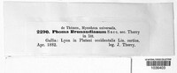 Phoma brunaudiana image